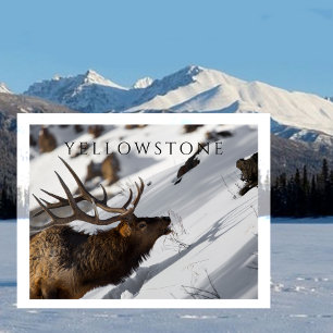 Bull Elk Grazing on Snowy Slope, Yellowstone Magnetic Invitation
