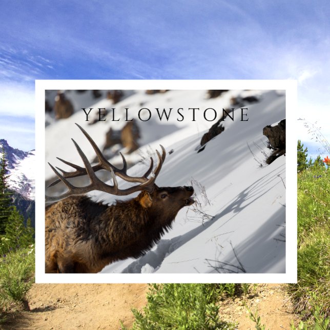 Bull Elk Grazing, Winter, Yellowstone NP Postcard (Creator Uploaded)