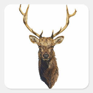 Bull Elk Head animal nature wildlife art   Square Sticker