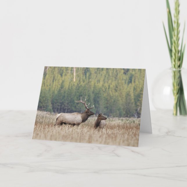 Bull Elk in Meadow | Yellowstone National Park Card (Front)