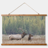 Bull Elk in Meadow | Yellowstone National Park