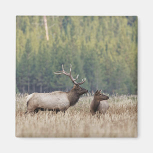 Bull Elk in Meadow Yellowstone National Park Magnet