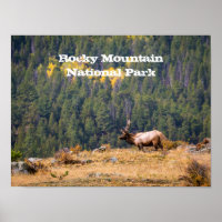 Bull Elk in Rocky Mountain National Park Photo