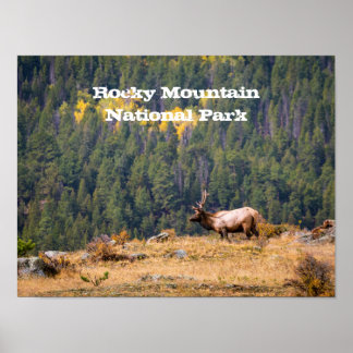Bull Elk in Rocky Mountain National Park Photo Poster
