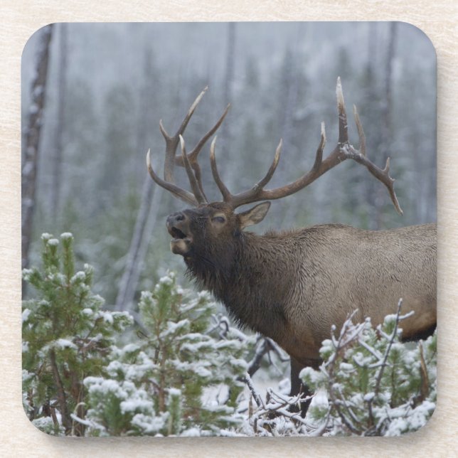 Bull Elk in snow calling, bugling, Yellowstone Coaster (Front)
