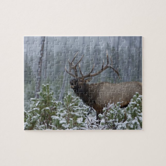 Bull Elk in snow calling, bugling, Yellowstone Jigsaw Puzzle (Horizontal)
