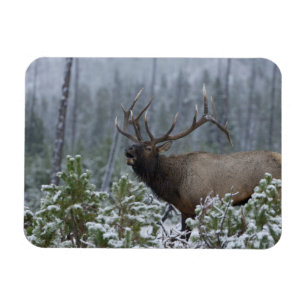Bull Elk in snow calling, bugling, Yellowstone Magnet