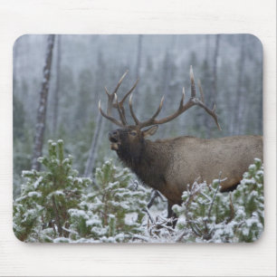 Bull Elk in snow calling, bugling, Yellowstone Mouse Pad