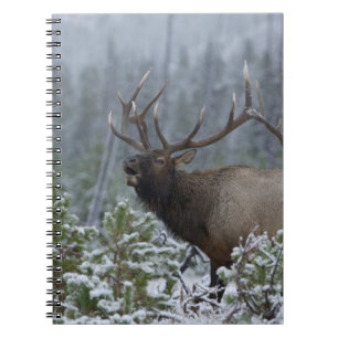 Bull Elk in snow calling, bugling, Yellowstone Notebook