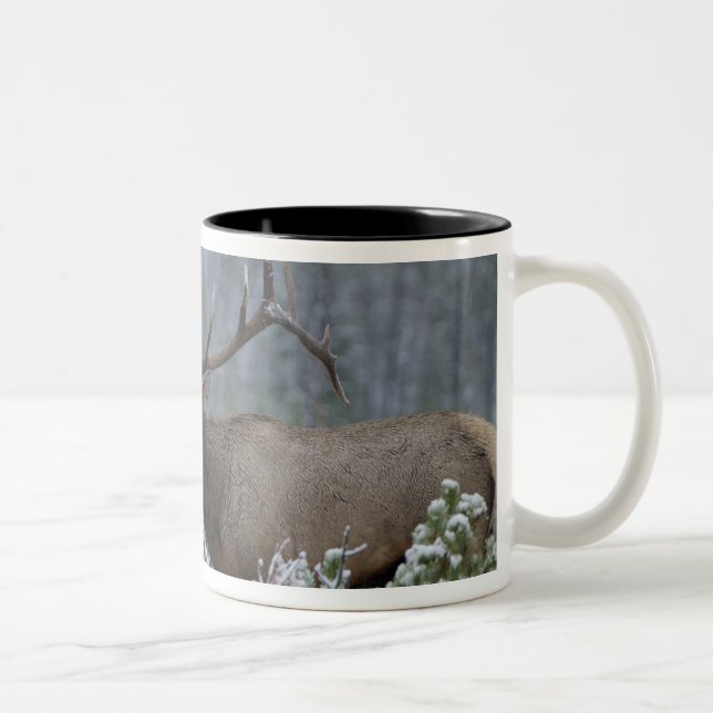 Bull Elk in snow calling, bugling, Yellowstone Two-Tone Coffee Mug (Right)