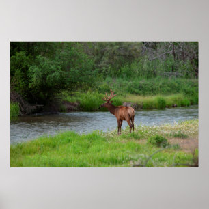 Bull Elk in the National Bison Range, Montana 1 Poster