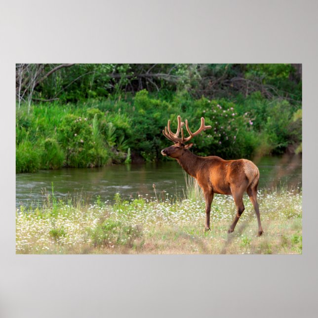 Bull Elk in the National Bison Range, Montana 2 Poster (Front)