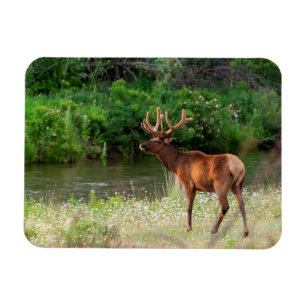 Bull Elk in the National Bison Range, Montana Magnet