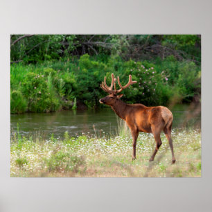 Bull Elk in the National Bison Range, Montana Poster