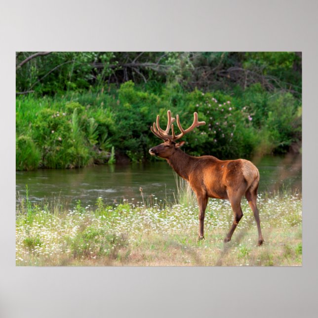 Bull Elk in the National Bison Range, Montana Poster (Front)