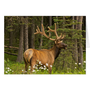 Bull elk in velvet, Canada