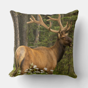 Bull elk in velvet, Canada Cushion