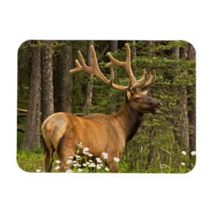 Bull elk in velvet, Canada Magnet