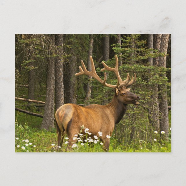 Bull Elk in Velvet, Canada Postcard (Front)