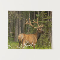 Bull Elk in Velvet, Canada