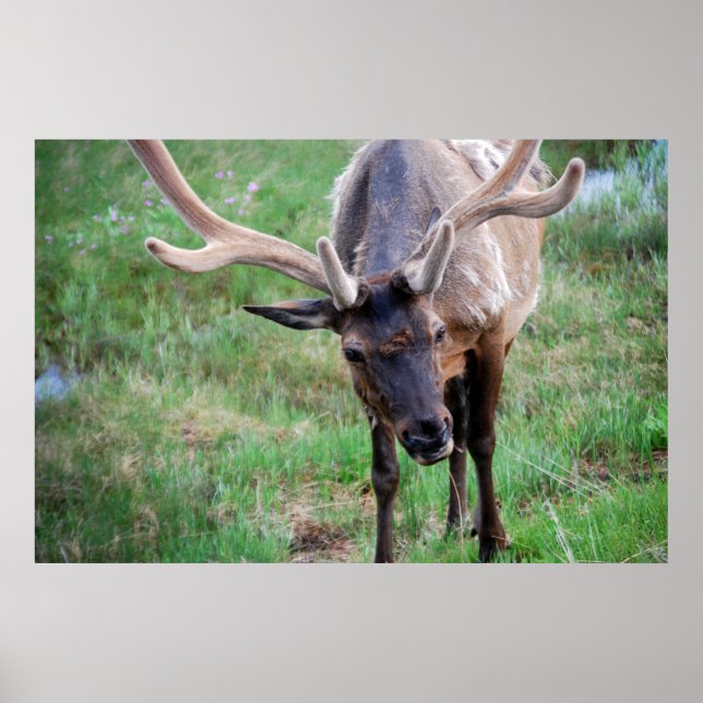 Bull Elk in Velvet Poster (Front)