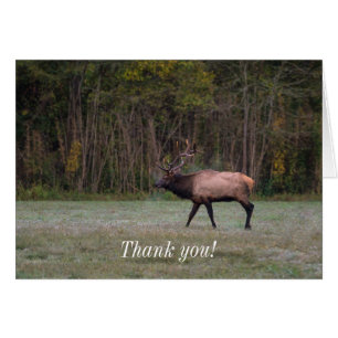 Bull Elk Morning Walk Thank you Card