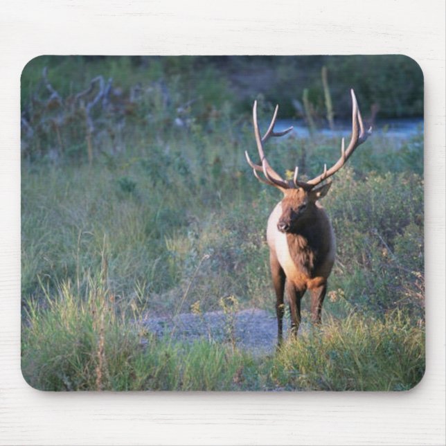 Bull Elk Mouse Pad (Front)