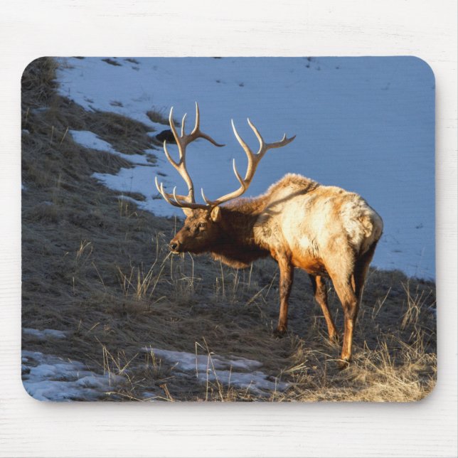 Bull Elk Mouse Pad (Front)
