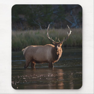 Bull Elk Mouse Pad