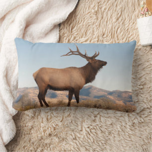 Bull Elk Near Mammoth Wyoming Lumbar Cushion