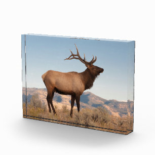 Bull Elk Near Mammoth Wyoming Photo Block