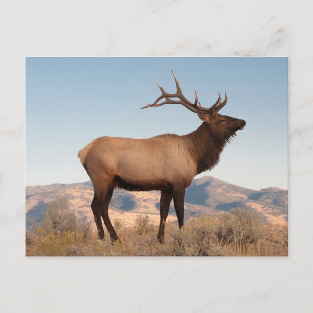Bull Elk Near Mammoth | Wyoming Postcard (Front)
