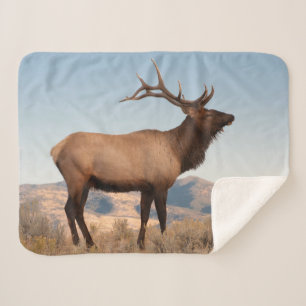 Bull Elk Near Mammoth Wyoming Sherpa Blanket