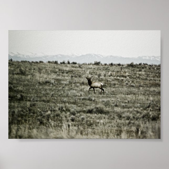 Bull Elk P2800 Print (Front)