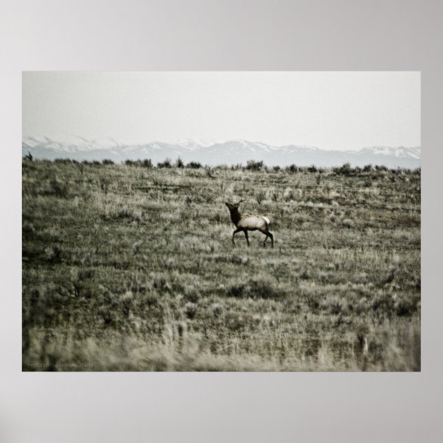 Bull Elk P2800 Print (Front)