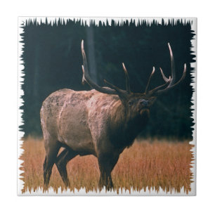 Bull Elk Photo Ceramic Tile