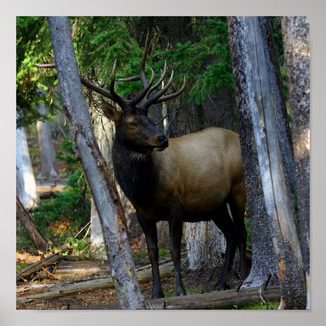Bull elk photography poster (Front)