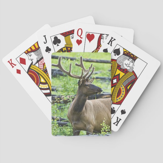 Bull Elk Playing Cards (Back)