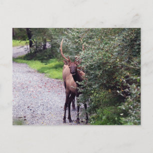 Bull Elk Postcard