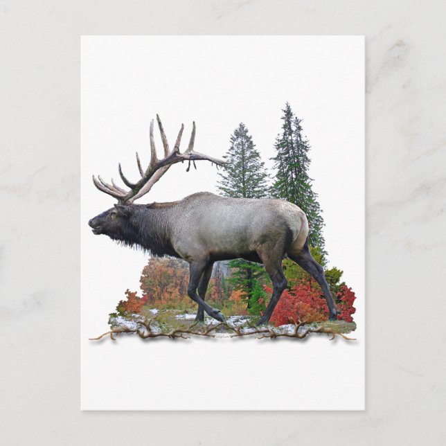Bull Elk Postcard (Front)