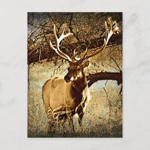 Bull Elk Postcard