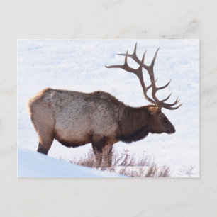 Bull Elk Postcard