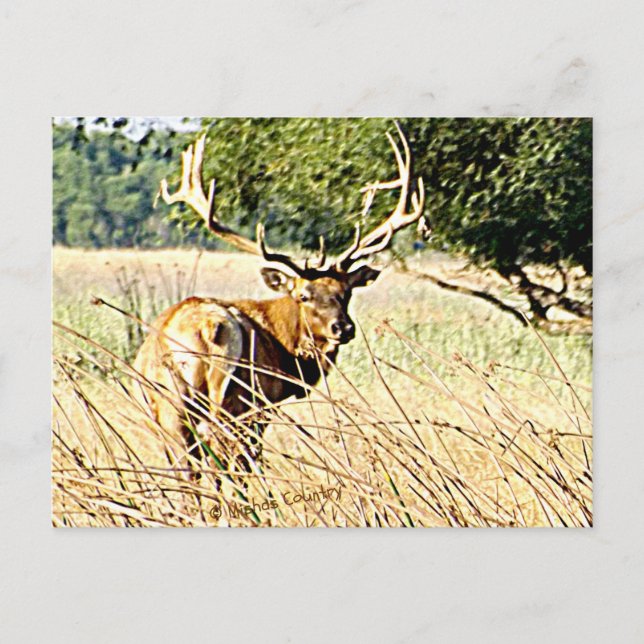 Bull Elk Postcard (Front)