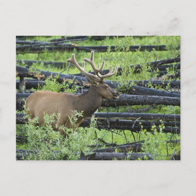 Bull Elk Postcard (Front)