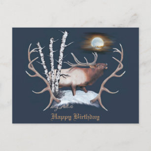 Bull Elk Postcard