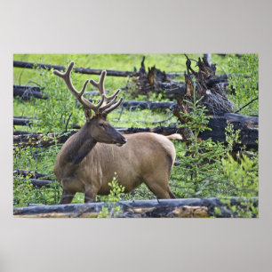 Bull Elk Poster