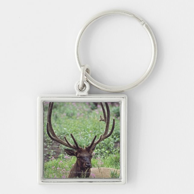 Bull Elk Resting In Alpine Meadow With Antlers Key Ring (Front)