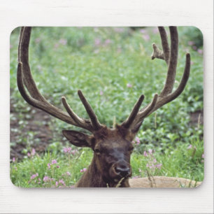 Bull Elk Resting In Alpine Meadow With Antlers Mouse Pad