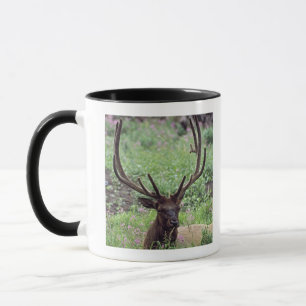 Bull Elk Resting In Alpine Meadow With Antlers Mug
