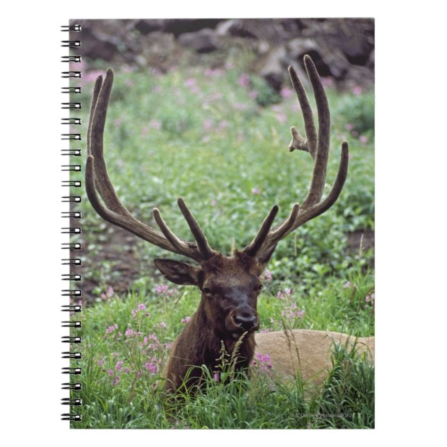 Bull Elk Resting In Alpine Meadow With Antlers Notebook (Front)